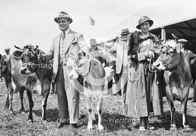Harold Mackintosh with 2 prize winning cows at an agricultural show, 1932. Artist: Unknown