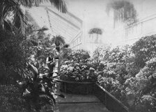 Interior of the White House greenhouse, Washington DC, USA, 1908. Artist: Unknown
