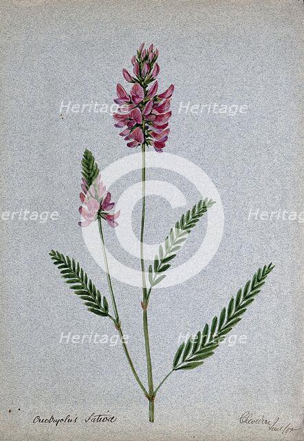 A plant (Onobrychis sativa) related to holy clover): flowering stem, 1902. Creator: Unknown.