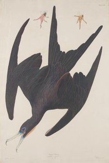 Frigate Pelican, 1835. Creator: Robert Havell.