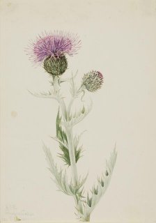 Prairie Thistle (Cirsium undulatum), 1923. Creator: Mary Vaux Walcott.