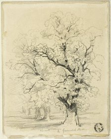 Ches[t]nut in Greenwich Park, n.d. Creator: Thomas Creswick.