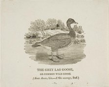 Grey Lag Goose, n.d. Creator: Thomas Bewick.