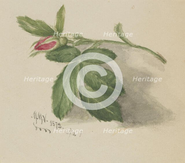 Rosebud, 1872. Creator: Mary Vaux Walcott.