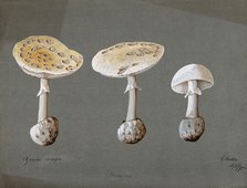 False death cap fungus (Amanita citrina): three fruiting bodies, 1895. Creator: Unknown.
