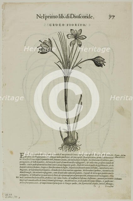 Leaf from Discorsi by Petrus Andreas Matthiolus, plate 99 from Woodcuts from Books of..., 1937. Creators: Unknown, Max Geisberg, Pietro Andrea Mattioli.