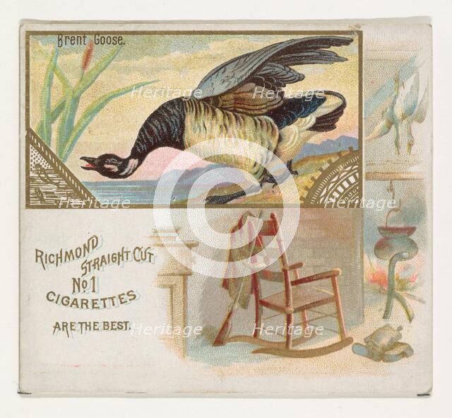 Brent Goose, from the Game Birds series (N40) for Allen & Ginter Cigarettes, 1888-90. Creator: Allen & Ginter.