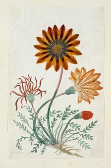 Gorteria Diffusa, 1777-1786. Creator: Robert Jacob Gordon.