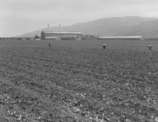 Spreckels sugar factory and sugar beet field, Monterey County, California, 1939. Creator: Dorothea Lange.