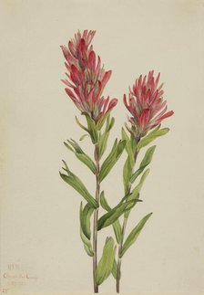 Alberta Paintbrush (Catilleja miniata), 1920. Creator: Mary Vaux Walcott.