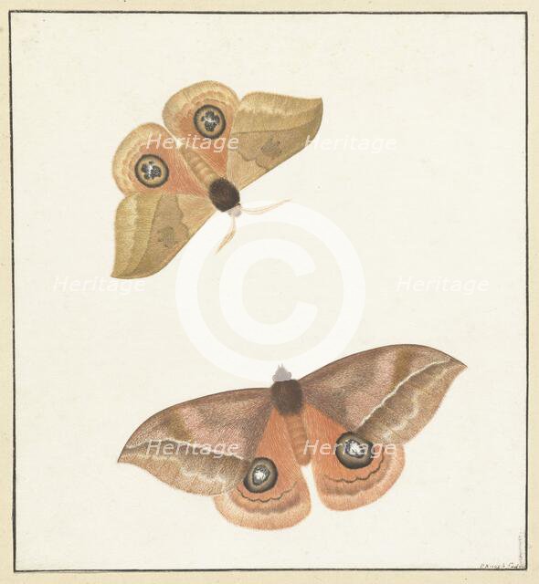 Two butterflies, 1747-1802. Creator: Paulus Knogh.