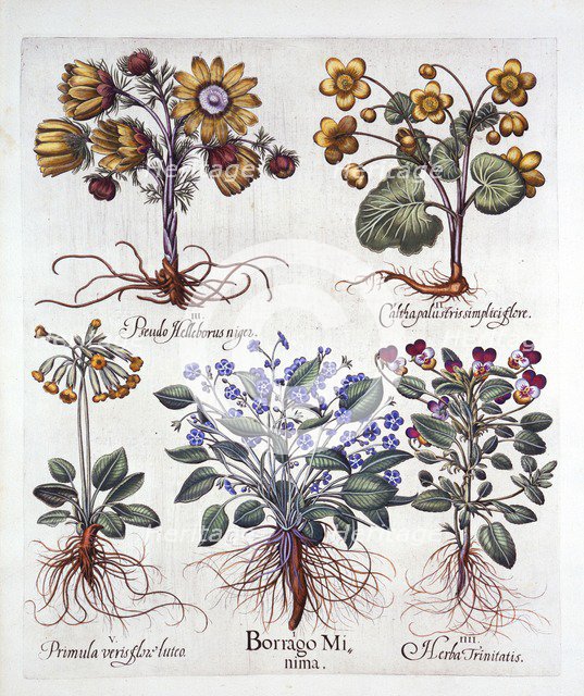 Ipheion 'Rolf Fiedler' Spring Starflower, Marsh Marigold, Pseudo Helleborus, Viola Tricolor and Cows