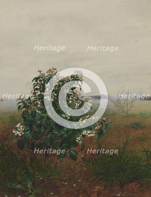 Flowering Laurustinus in front of a Landscape, 1864. Creator: Leon Bonvin.