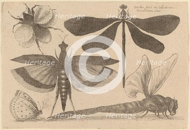 Dragonflies and a Bumble Bee, 1646. Creator: Wenceslaus Hollar.
