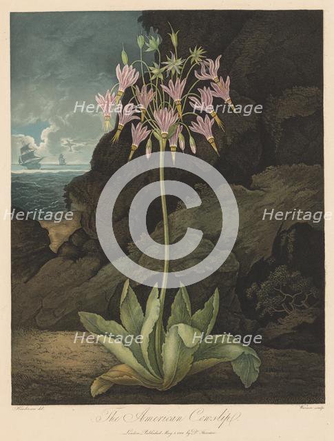 The Temple of Flora, or Garden of Nature: The American Cowslip, 1801. Creator: Robert John Thornton (British, 1768-1837).