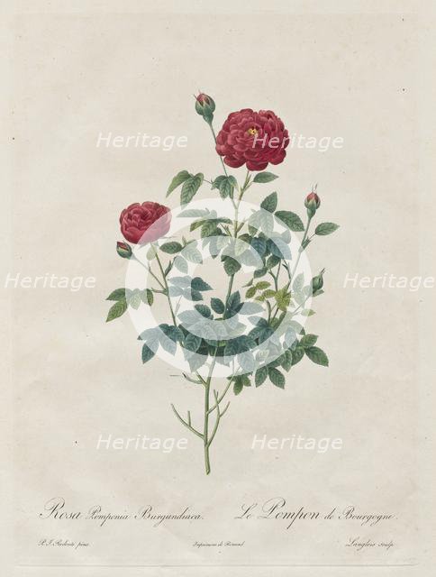 Pompon Rose, 1817-1824. Creator: Henry Joseph Redouté (French, 1766-1853).