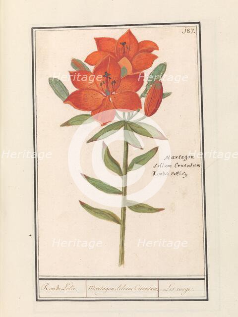 Red lily (Lilium), 1596-1610. Creators: Anselmus de Boodt, Elias Verhulst.