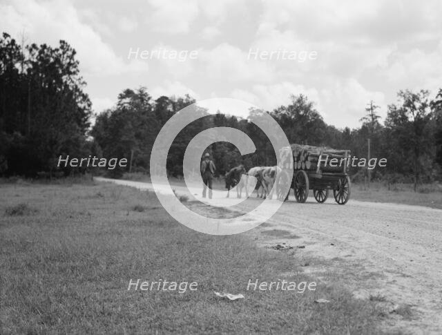 Ox team used to haul pulpwood, Mississippi, 1937. Creator: Dorothea Lange.