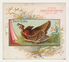 Prairie Chicken, from the Game Birds series (N40) for Allen & Ginter Cigarettes, 1888-90 Creator: Allen & Ginter.