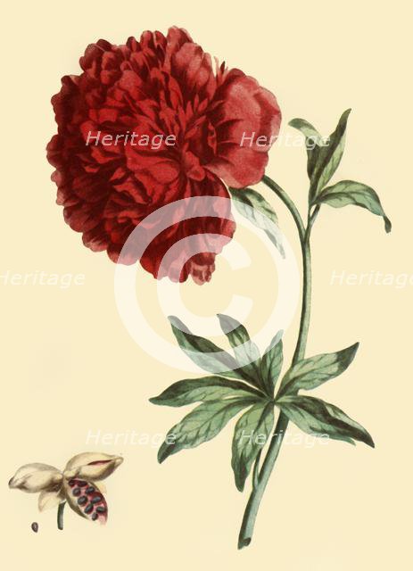 'Peony: Paeonia Faemina Flore Pleno Rubro Majore', 1769, (1946).  Creator: John Edwards.