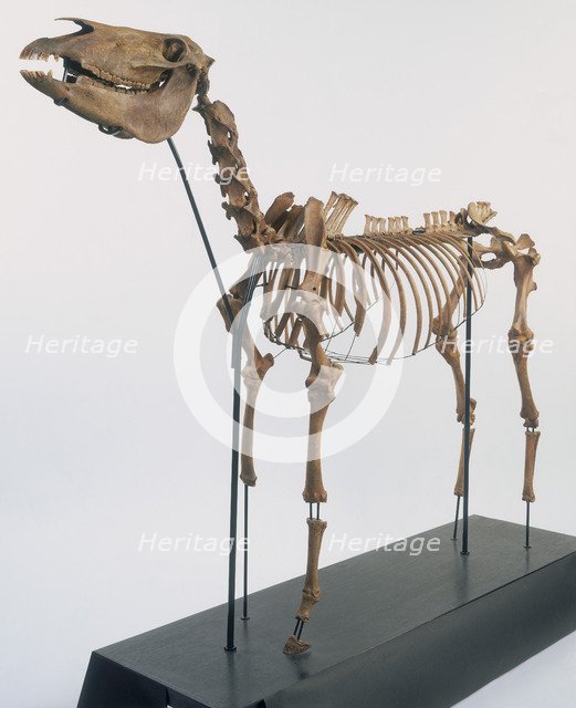 Skeleton of a horse, 2nd century. Artist: Unknown