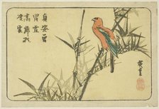 Macaw and bamboo, n.d. Creator: Ando Hiroshige.