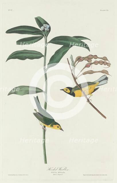 Hooded Warbler, 1831. Creator: Robert Havell.
