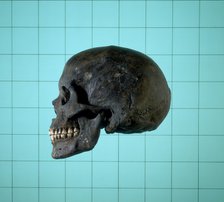 Skull, Norman period. Artist: Unknown