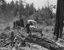 Bulldozer equipped with grader blade pushing over a..., Lewis County, near Vader, Washington, 1939. Creator: Dorothea Lange.