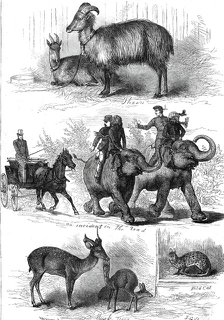 The Prince of Wales's Animals from India, 1876. Creator: J. G..