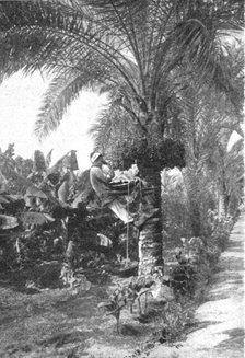 ''La recolte des dattes en Egypte; Le Nord-Est Africain', 1914. Creator: Unknown.