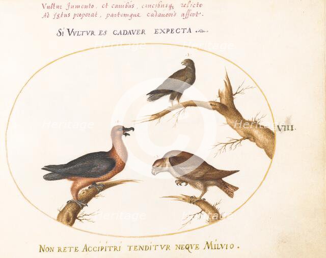Animalia Volatilia et Amphibia (Aier): Plate VIII, c. 1575/1580. Creator: Joris Hoefnagel.