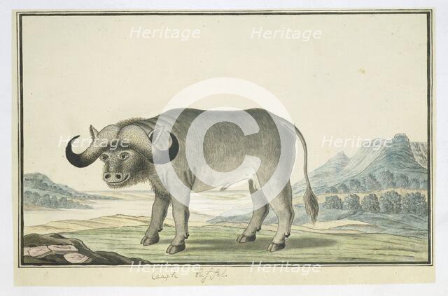 Syncerus caffer caffer (Cape buffalo), 1777-1786. Creator: Robert Jacob Gordon.