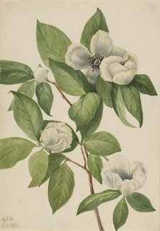 Virginia Stewartia (Stewartia malachodendron), 1925. Creator: Mary Vaux Walcott.