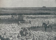 'Sheepfolds in Australia', 1910. Artist: Unknown.