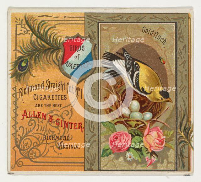 Goldfinch, from the Birds of America series (N37) for Allen & Ginter Cigarettes, 1888. Creator: Allen & Ginter.