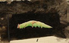 Larger Spotted Beach Leaf Edge Caterpillar..., late 19th-early 20th century. Creator: Emma Beach Thayer.