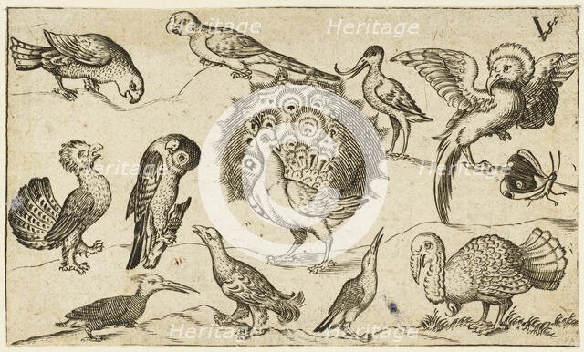 Peacock in centre surrounded by nine other birds, including a turkey, and a butterfly..., 1572. Creator: Virgil Solis.