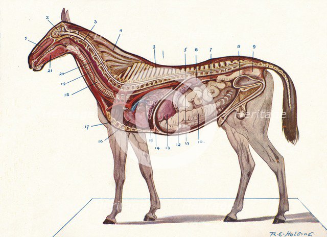 Vertical section of the body of a horse, c1907 (c1910). Artist: RE Holding.