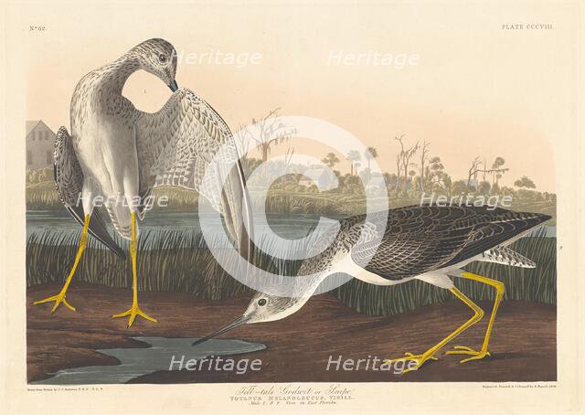 Tell-tale Godwit, 1836. Creator: Robert Havell.