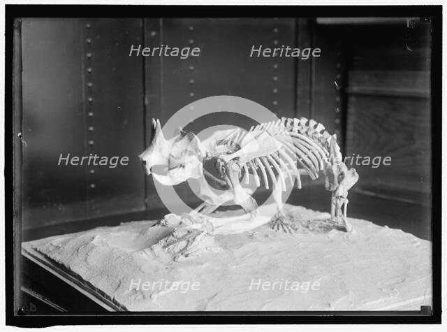 Dinosaur skeleton, between 1913 and 1917. Creator: Harris & Ewing.