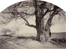 Grand Châtaignier au Bord d'un Chemin (Large Chestnut Tree on the Side of a Road), c.1875-1880. Creator: Félix Thiollier.