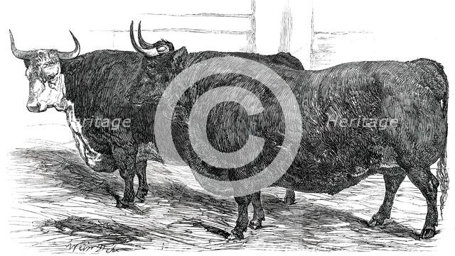 Class 4. No. 49. - Prince Albert's Hereford Ox..., 1850. Creator: Smyth.