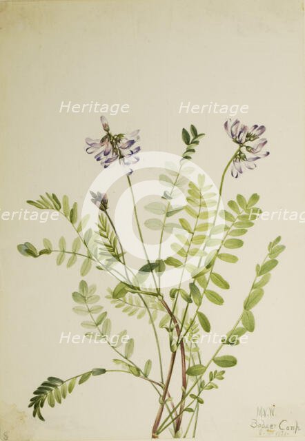 Alpine Milkvetch (Astragalus alpinus), 1921. Creator: Mary Vaux Walcott.