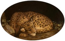 Sleeping Leopard, 1777. Creator: George Stubbs.
