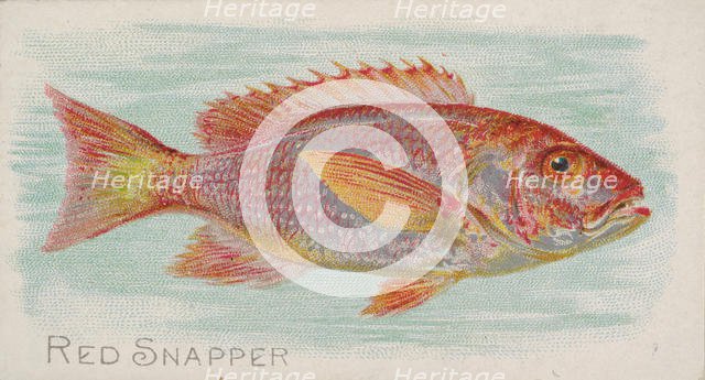 Red Snapper, from the Fish from American Waters series (N8) for Allen & Ginter Cigarettes ..., 1889. Creator: Allen & Ginter.