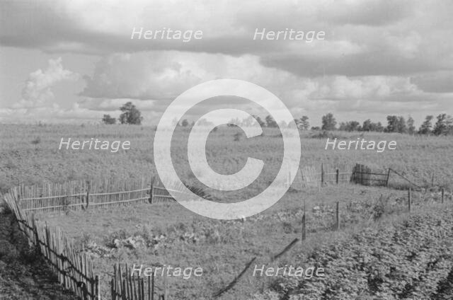 Bud Fields' garden, Hale County, Alabama, 1936. Creator: Walker Evans.