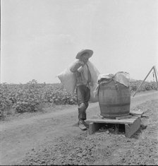 Cotton picking in south Texas, 1936. Creator: Dorothea Lange.