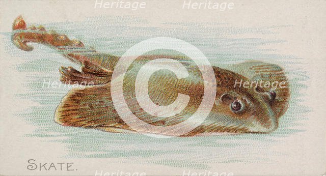Skate, from the Fish from American Waters series (N8) for Allen & Ginter Cigarettes Brands, 1889. Creator: Allen & Ginter.