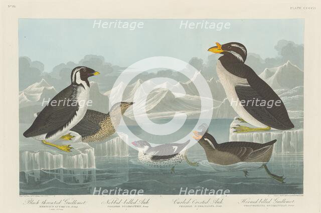 Black-throated Guillemot, Nobbed-billed Auk, Curled-Crested Auk and Horned-billed..., 1838. Creator: Robert Havell.